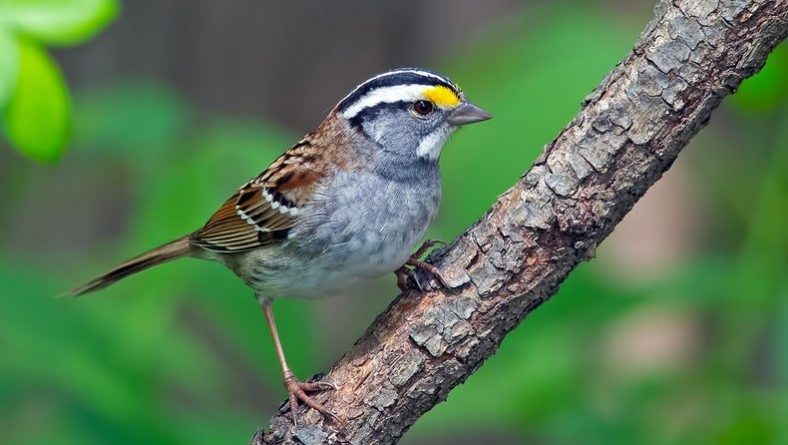 Stay Safe! – Silver Sparrow