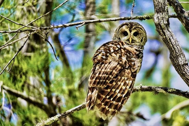 owl-1